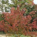 Aesculus x neglecta automne